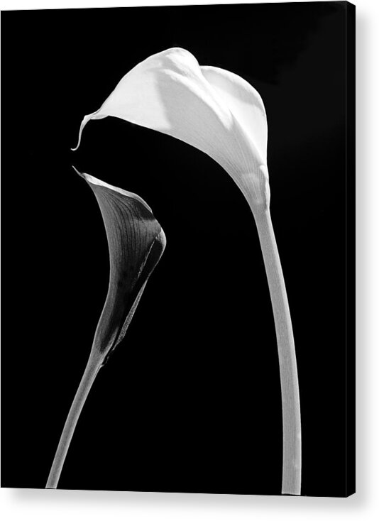 Flowers Acrylic Print featuring the photograph Together by Casper Cammeraat