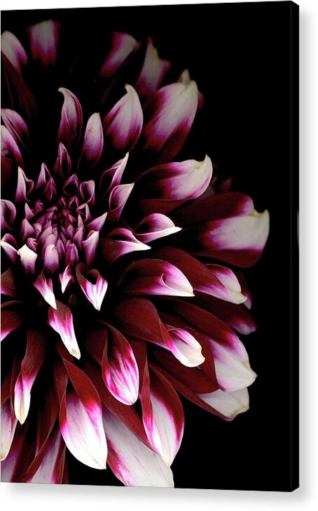 Garden Flower Acrylic Print featuring the photograph Dahlia by Sandi F Hutchins