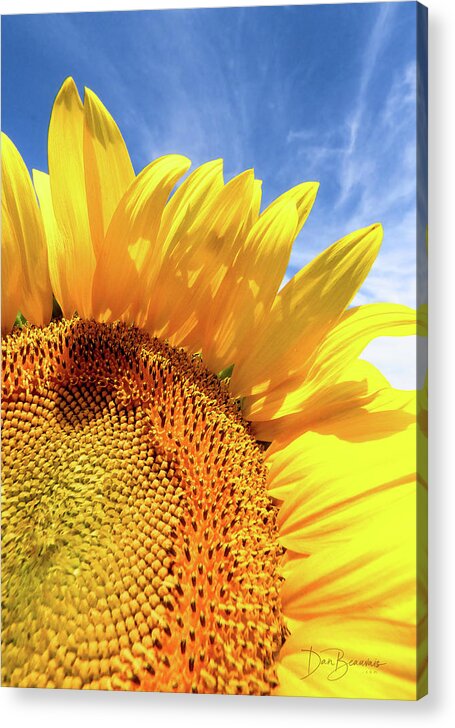 Sunflower Acrylic Print featuring the photograph Sunflower #3463 by Dan Beauvais