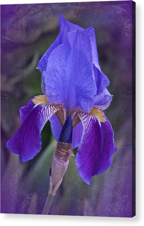 Iris Acrylic Print featuring the photograph Vintage Purple Iris by Richard Cummings