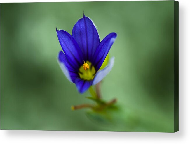 Blue Flower Acrylic Print featuring the photograph A Silver Lining by Dan Hefle