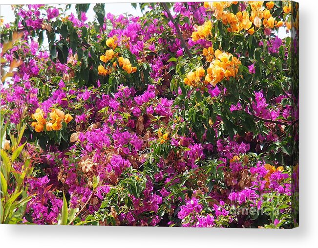 Bougainvillea Acrylic Print featuring the photograph  Hot color Patches by Arik Baltinester