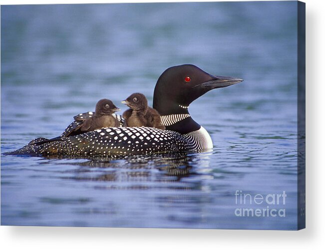 New Hampshire Acrylic Print featuring the photograph Loon Carrying Chicks 44 by Jim Block