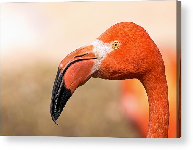 Phoenicopterus Ruber Acrylic Print featuring the photograph Muck Raker by Theo OConnor