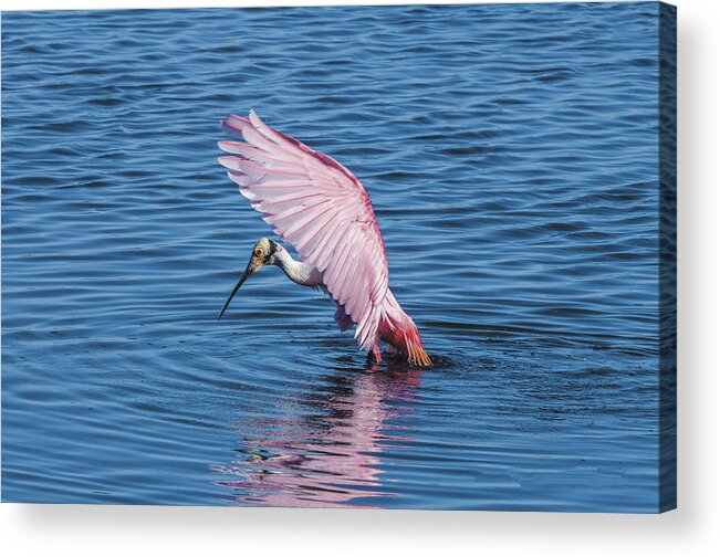 Wildlife Acrylic Print featuring the photograph Rosette Spoonbill by William Bitman