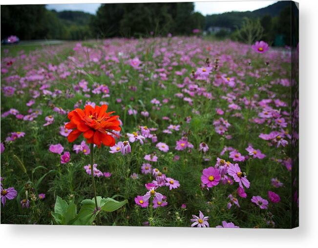 Wild Flowers Acrylic Print featuring the photograph Your one of a kind by Dennis Baswell