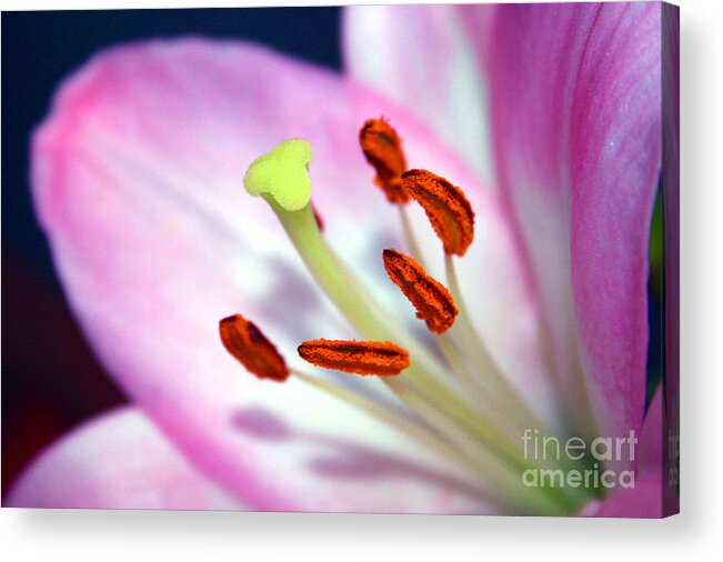 Flower Acrylic Print featuring the photograph 00302 Detail by Francisco Pulido