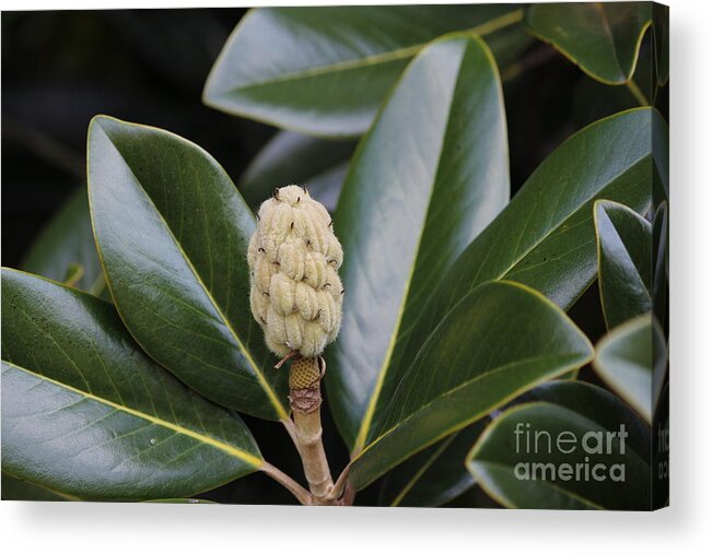 Magnolia Acrylic Print featuring the photograph 09072013005 by Debbie L Foreman