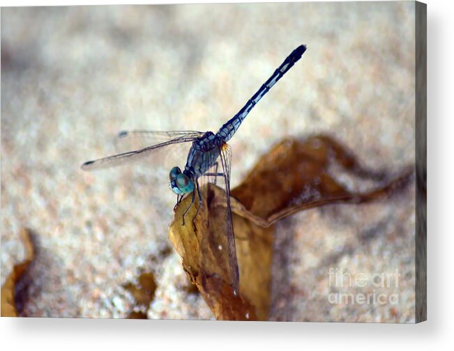 Michelle Meenawong Acrylic Print featuring the photograph Blue Dragonfly #1 by Michelle Meenawong