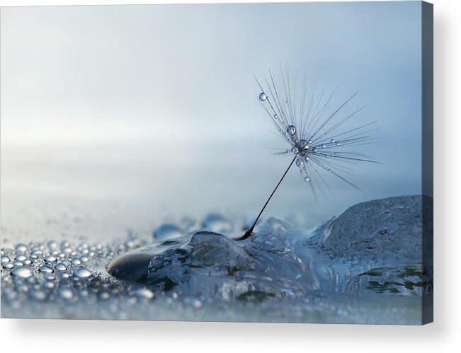 Macro Acrylic Print featuring the photograph A Blue Morning #1 by Heidi Westum