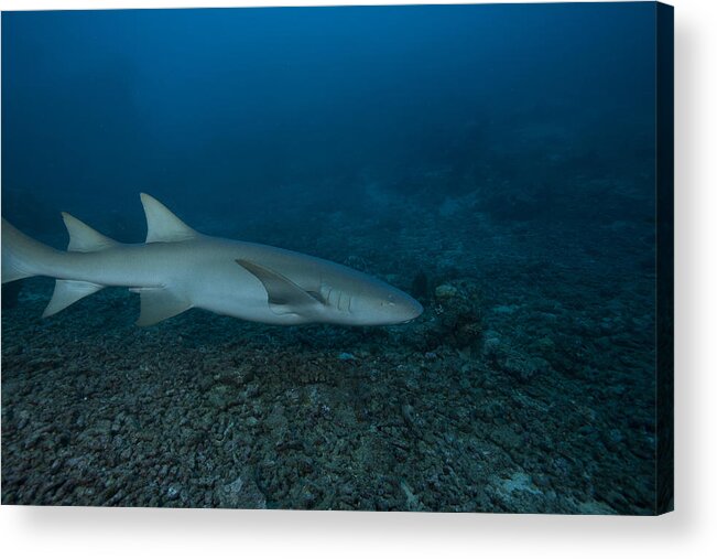 Fiji Acrylic Print featuring the photograph A Large Tawny Nurse Shark On A Deep #1 by Terry Moore