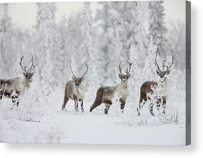 Alaska Acrylic Print featuring the photograph A Small Group Of Caribou Migrates #1 by Hugh Rose