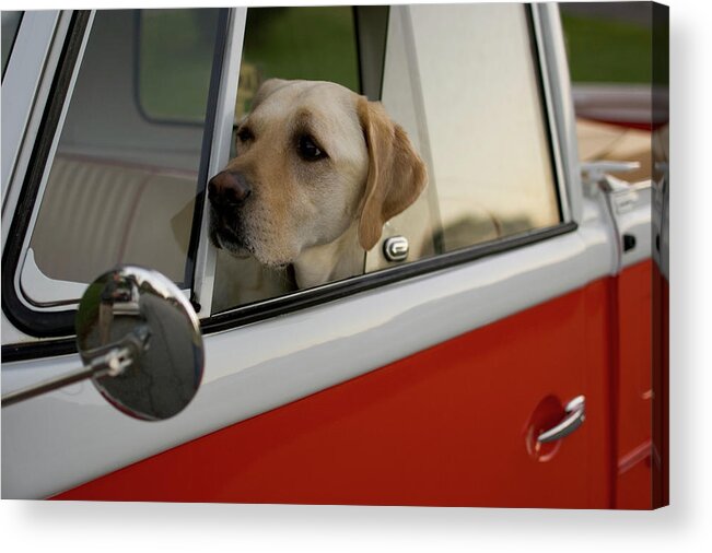Antique Acrylic Print featuring the photograph A Yellow Labrador Sits In The Drivers #1 by David McLain