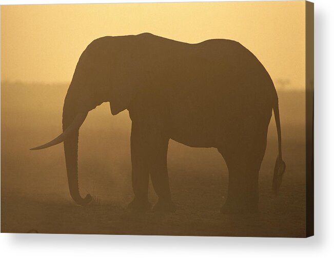 Feb0514 Acrylic Print featuring the photograph African Elephant At Sunset Amboseli #1 by Gerry Ellis