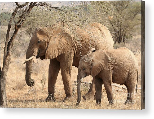 African Elephant Acrylic Print featuring the photograph African Elephant mother and calf #2 by Liz Leyden