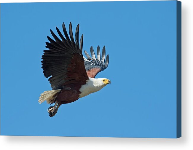 Africa Acrylic Print featuring the photograph African Fish Eagle In Flight by Tony Camacho