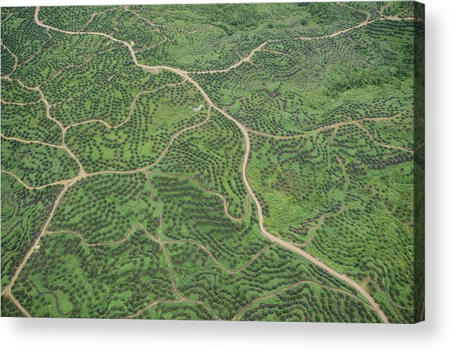 Feb0514 Acrylic Print featuring the photograph African Oil Palm Plantation Malaysia #1 by Ch'ien Lee