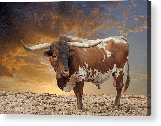 Longhorn Bull Acrylic Print featuring the photograph All Business #1 by Robert Anschutz