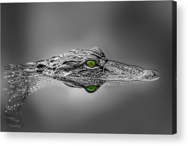 Aggression Acrylic Print featuring the photograph Alligator by Peter Lakomy