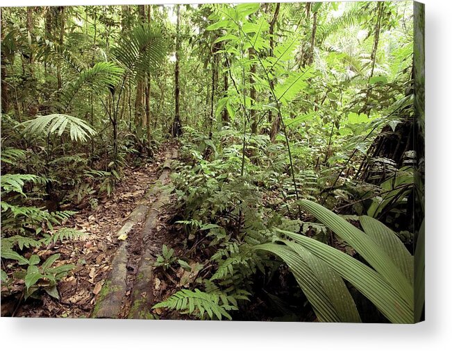 Plant Acrylic Print featuring the photograph Amazon Rainforest #1 by Dr Morley Read/science Photo Library