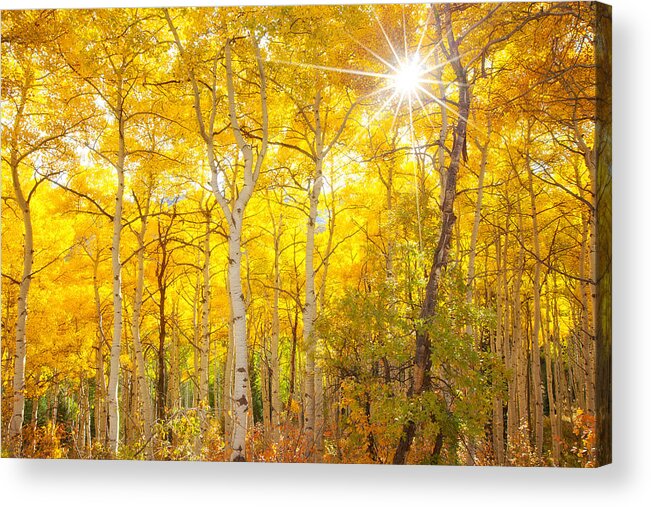 Aspens Acrylic Print featuring the photograph Aspen Morning #1 by Darren White