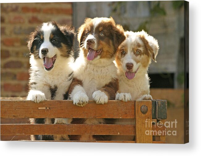 Australian Sheepdog Acrylic Print featuring the photograph Australian Sheepdog Puppies #1 by Jean-Michel Labat