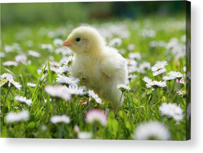 Animal Themes Acrylic Print featuring the photograph Austria, Baby Chicken In Meadow, Close #1 by Westend61