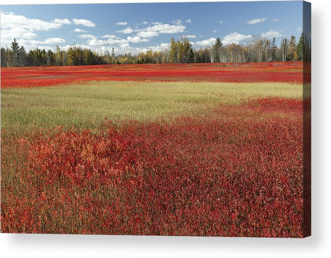 Feb0514 Acrylic Print featuring the photograph Autumn Blueberry Field Maine #1 by Scott Leslie