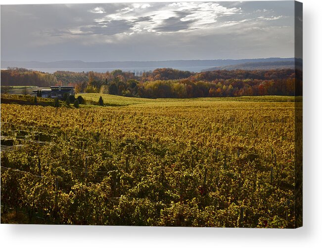 Vineyard Acrylic Print featuring the photograph Autumn On Old Mission Peninsula #1 by Owen Weber