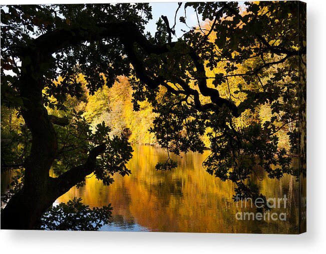 Bramshott Acrylic Print featuring the photograph Autumn Trees Reflected In Still Lake #1 by Peter Noyce