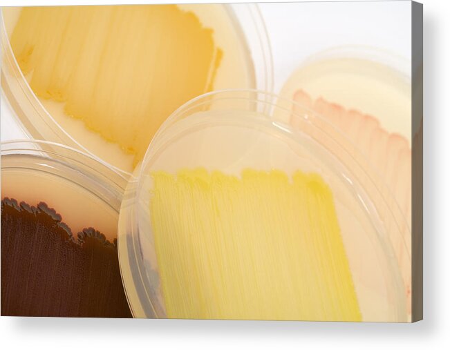 Cultures Acrylic Print featuring the photograph Bacterial Culture Plates #1 by Science Stock Photography