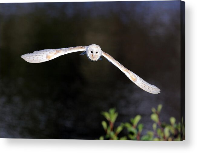  Animal Acrylic Print featuring the photograph Barn Owl #2 by Grant Glendinning