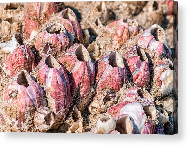 Barnacles Acrylic Print featuring the photograph Barnacles #1 by Victor Culpepper