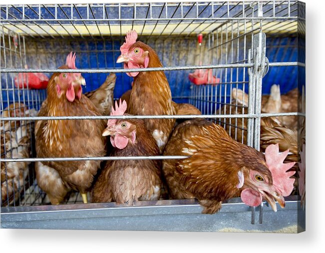 Agricultural Acrylic Print featuring the photograph Battery hens on a farm #1 by Science Photo Library