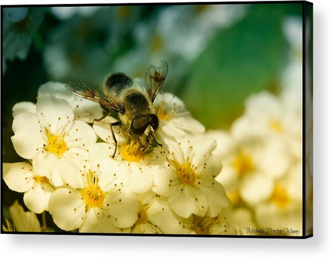 Nature Acrylic Print featuring the photograph Beauty of Life #1 by Michaela Preston
