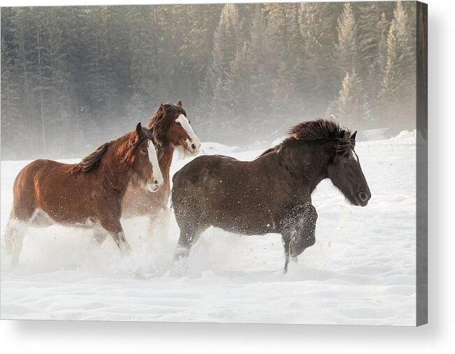 Adam Jones Acrylic Print featuring the photograph Belgian Horse Roundup In Winter #1 by Adam Jones