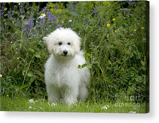 Dog Acrylic Print featuring the photograph Bichon Frise X Poodle #1 by John Daniels