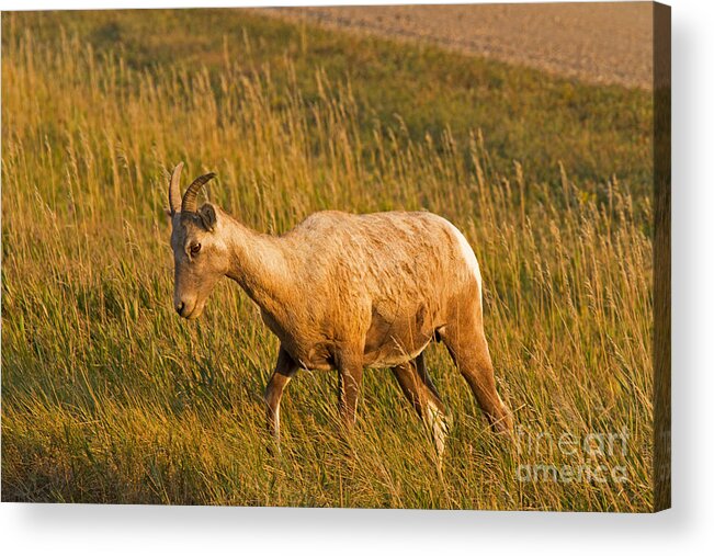 Animal Acrylic Print featuring the photograph Big Horn Sheep #1 by Fred Stearns