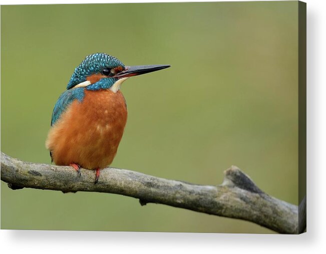 Animal Themes Acrylic Print featuring the photograph Bird #1 by Marco Pozzi Photographer