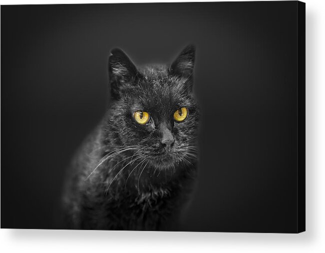 Animal Acrylic Print featuring the photograph Black Cat by Peter Lakomy