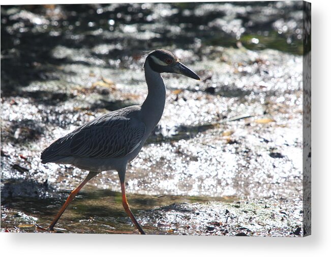 Night-heron Acrylic Print featuring the photograph Black-Crowned Night-Heron by Christiane Schulze Art And Photography
