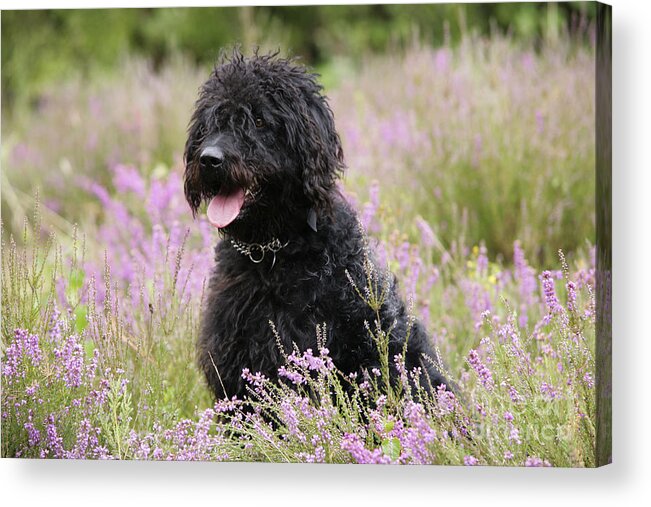 Labradoodle Acrylic Print featuring the photograph Black Labradoodle #1 by John Daniels