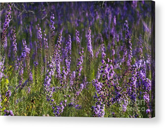 Missouri Acrylic Print featuring the photograph Blazing Star #1 by Reva Dow