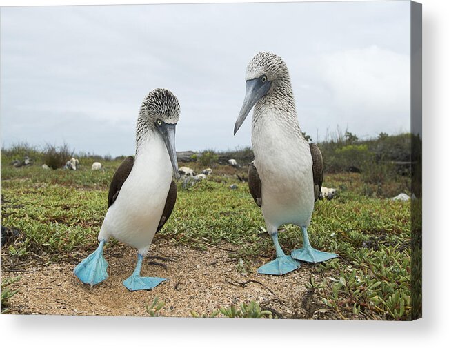 531683 Acrylic Print featuring the photograph Blue-footed Booby Pair Courting #1 by Tui De Roy