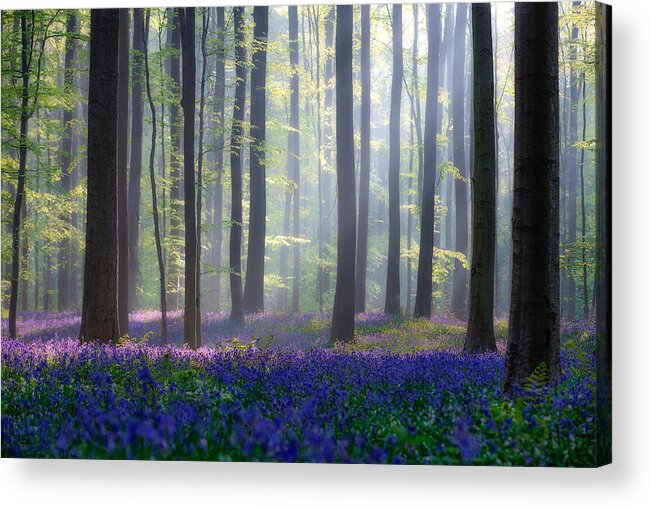 Landscape Acrylic Print featuring the photograph Bluebells by Adrian Popan