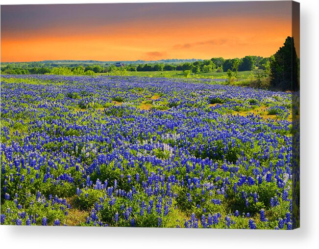 Landscape Acrylic Print featuring the photograph Bluebonnet Sunset #1 by Lynn Bauer