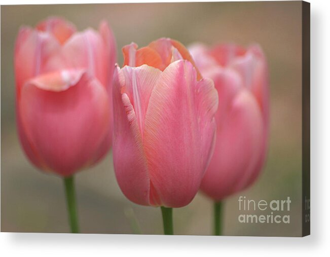 Tulips Acrylic Print featuring the photograph Blush #2 by Living Color Photography Lorraine Lynch