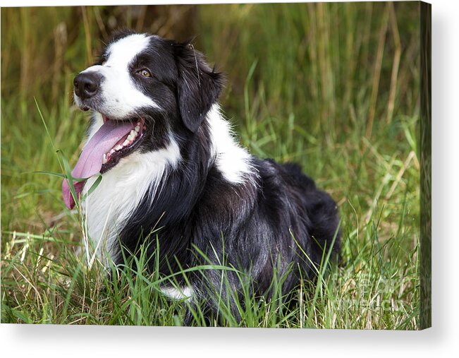 Dog Acrylic Print featuring the photograph Border Collie in the nature #1 by Gina Koch