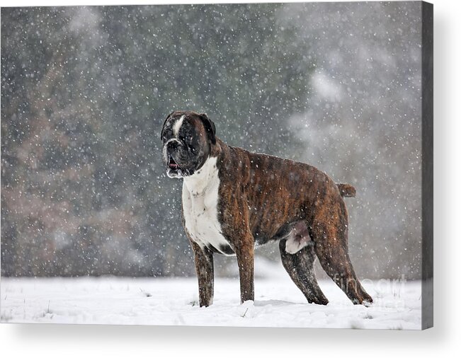 Dog Acrylic Print featuring the photograph Boxer In Snow #1 by Johan De Meester