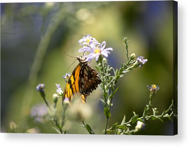 Butterfly Acrylic Print featuring the photograph Brown butterfly #1 by Susan Jensen